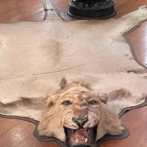 Meet your Posher, Lilli